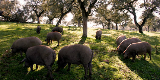 Carré de porc Ibérique